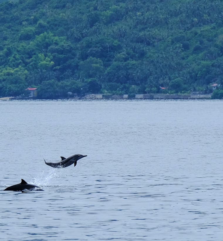 Dolphin Watching Tours