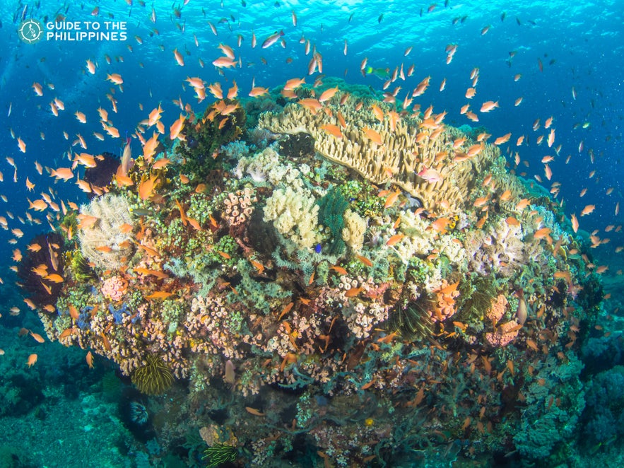 Verde Passage diving spot in Batangas Verde Passage diving spot in Batangas