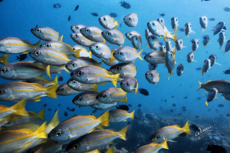 Snappers in a diving spot in Anilao Snappers in a diving spot in Anilao