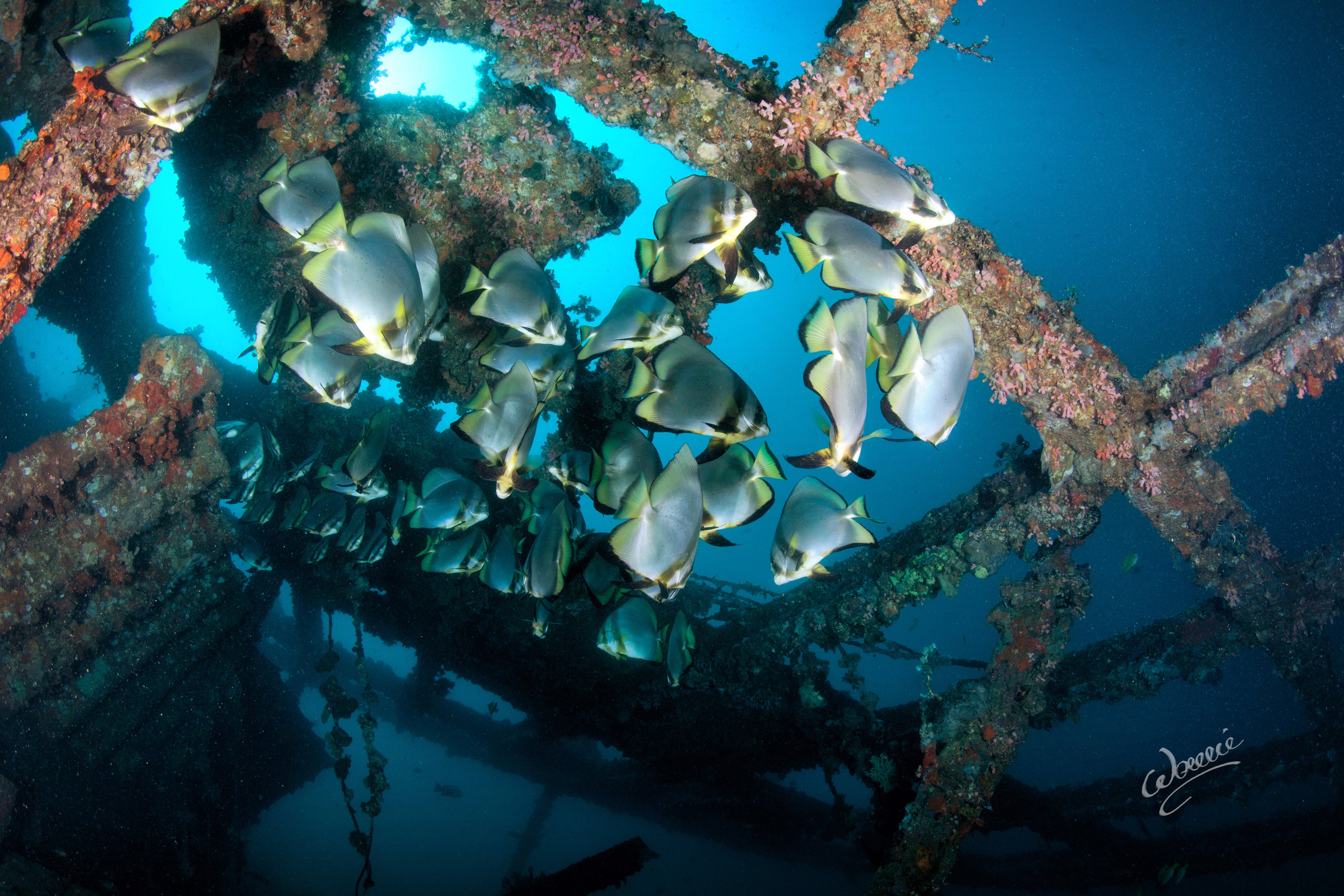 BUCEO ANILAO BEACH & DIVE RESORT - Updated 2025 Prices