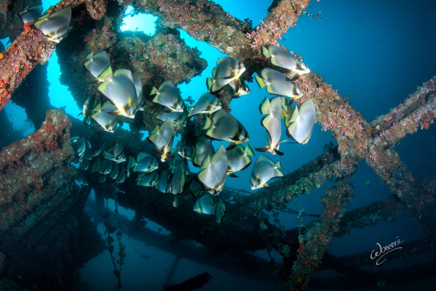 A school of batfish in Daryl Laut A school of batfish in Daryl Laut