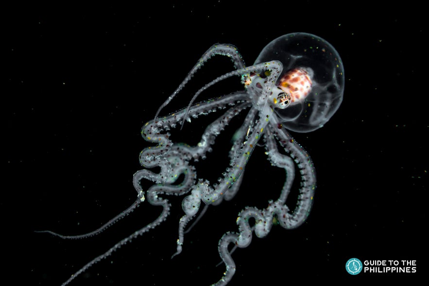 An octopus attracted to the light during a blackwater diving in Anilao An octopus attracted to the light during a blackwater diving in Anilao