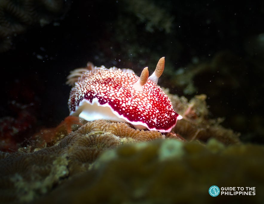 A nudibranch during a bon fire diving in Anilao A nudibranch during a bon fire diving in Anilao