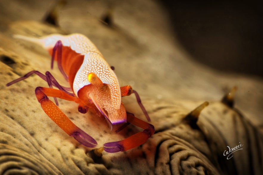 Emperor shrimp in a diving spot in Anilao Emperor shrimp in a diving spot in Anilao