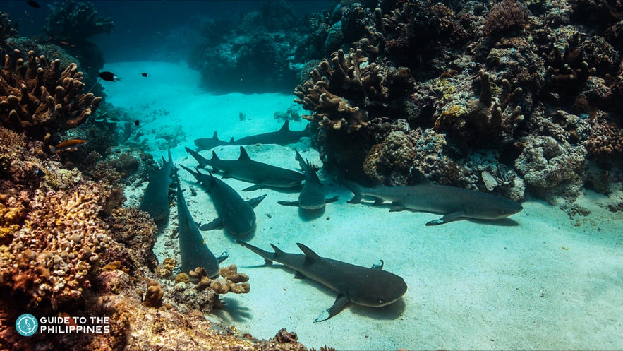Group of sharks in Shark Airport in Tubbataha Reef Group of sharks in Shark Airport in Tubbataha Reef