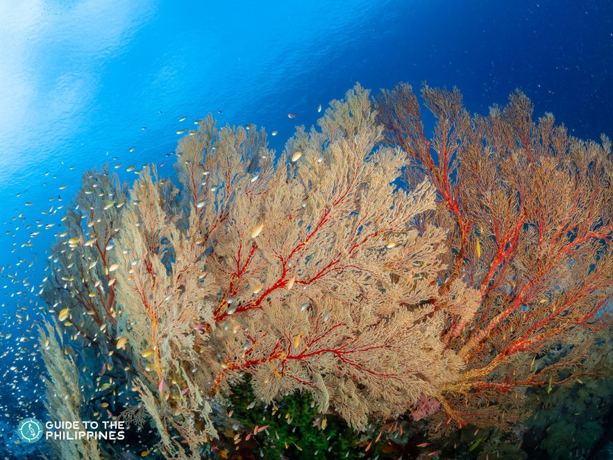 Seafan Alley in Tubbataha Reef Seafan Alley in Tubbataha Reef
