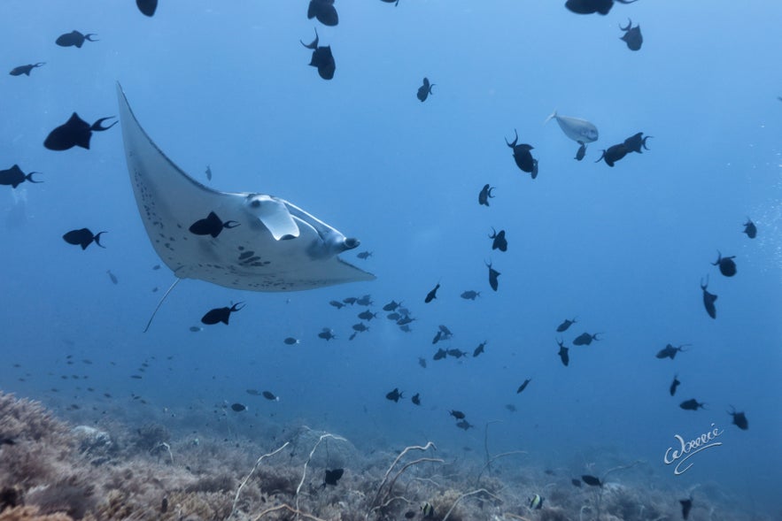 Diving spot named Black Rock in Tubbataha Reef Diving spot named Black Rock in Tubbataha Reef