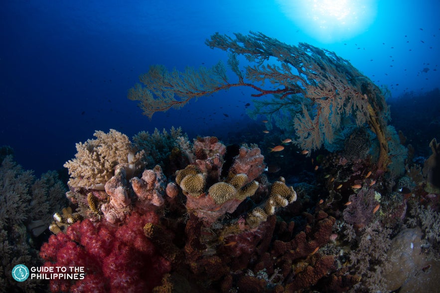 Colorful corals in Jesse Beazley Reef in Tubbataha Colorful corals in Jesse Beazley Reef in Tubbataha