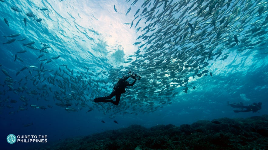 A diver taking photos of the trevallies in Tubbataha Reef A diver taking photos of the trevallies in Tubbataha Reef