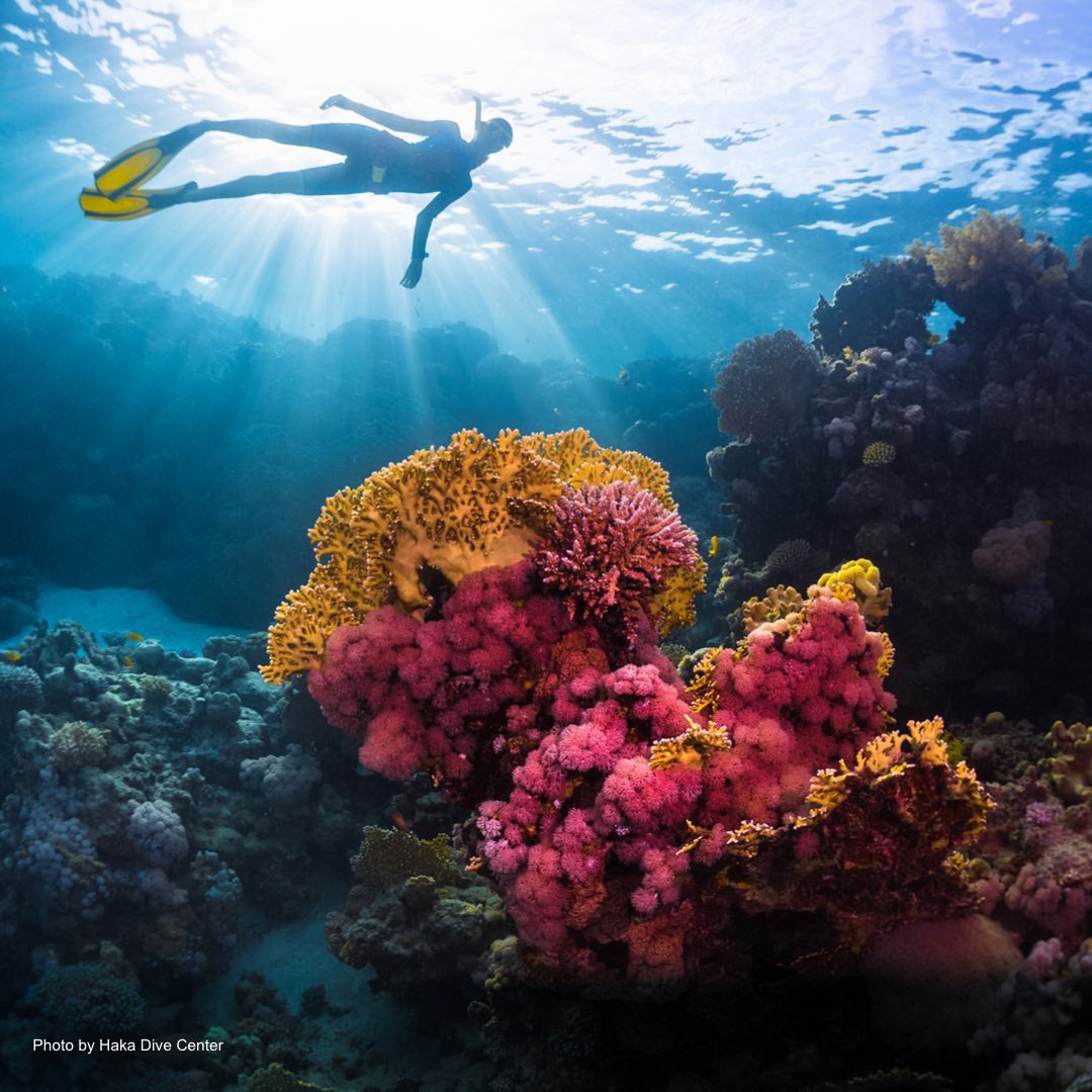 A diver above the beautiful coral reefs in Panglao Bohol