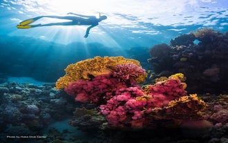 A diver above the beautiful coral reefs in Panglao Bohol