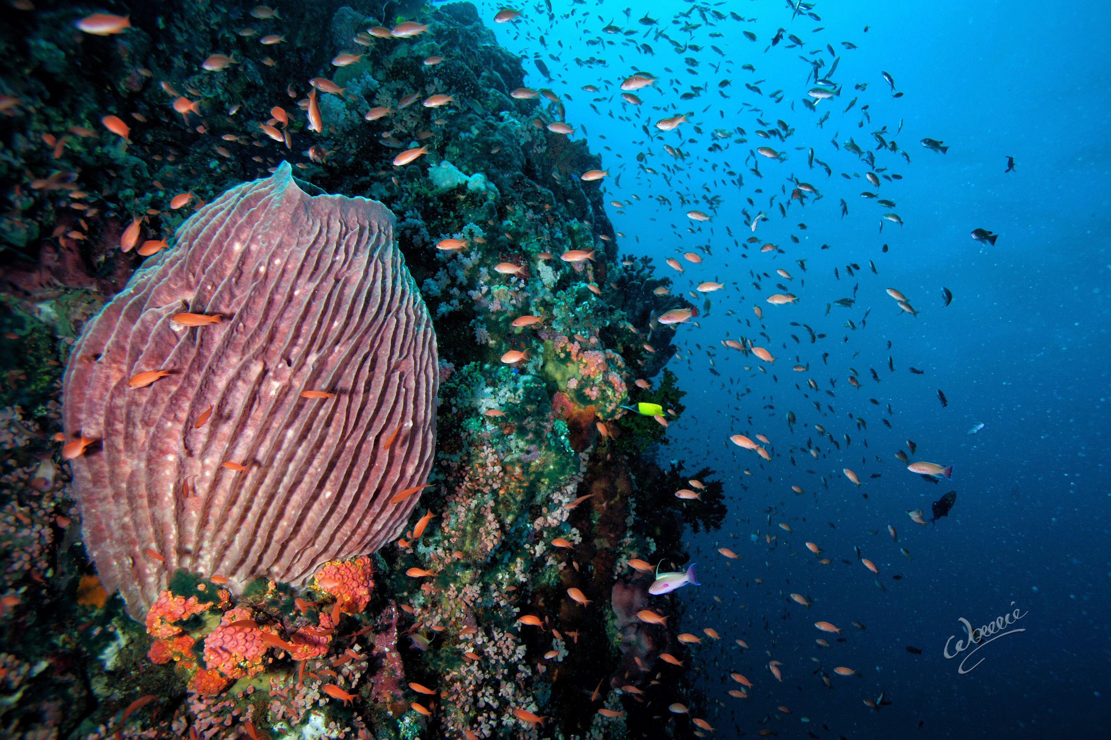 Colorful corals and fishes in Agapito Dive site