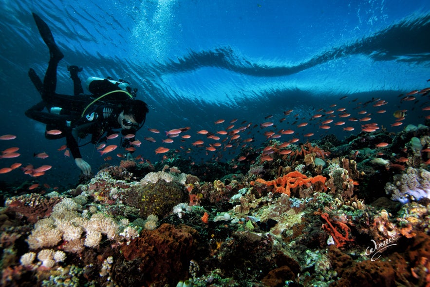 A diver exploring the colorful marine life in San Agapito dive spot A diver exploring the colorful marine life in San Agapito dive spot