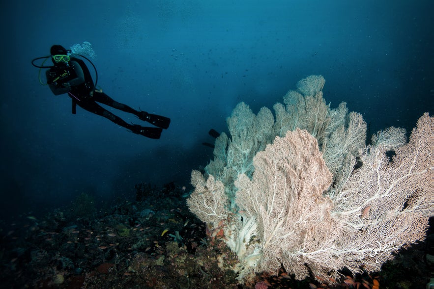 Coral fans in Agapito Dive site Coral fans in Agapito Dive site
