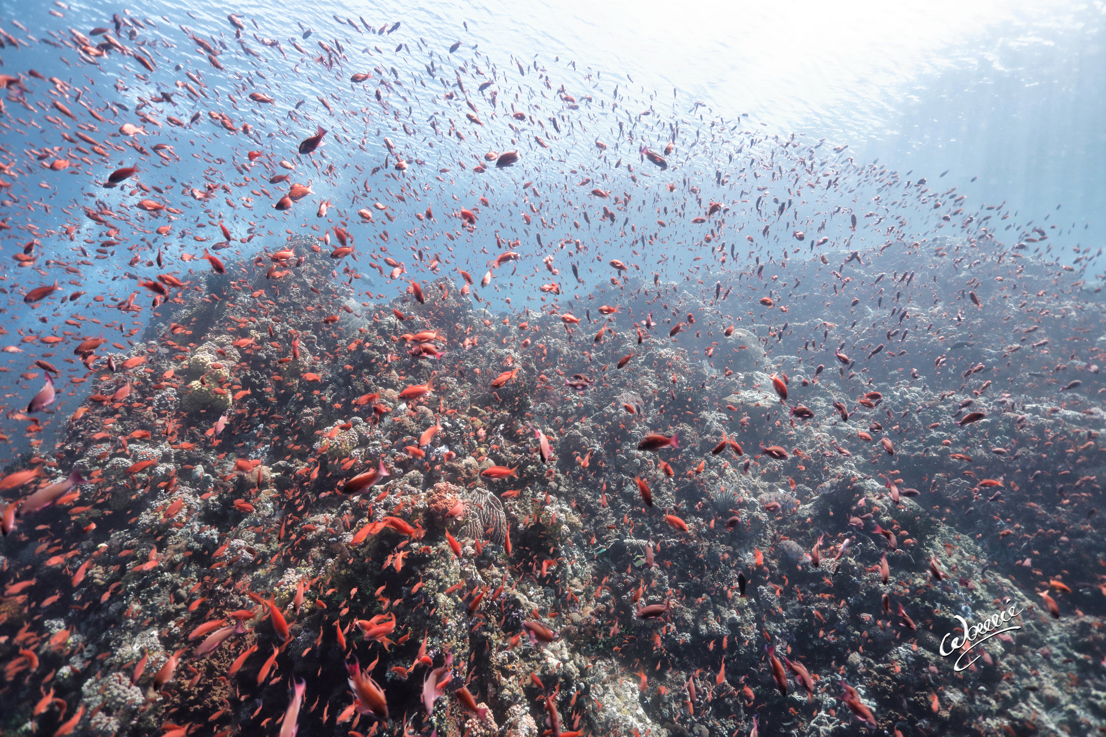 Red fishes swarming over a coral reef in San Agapito Dive Site