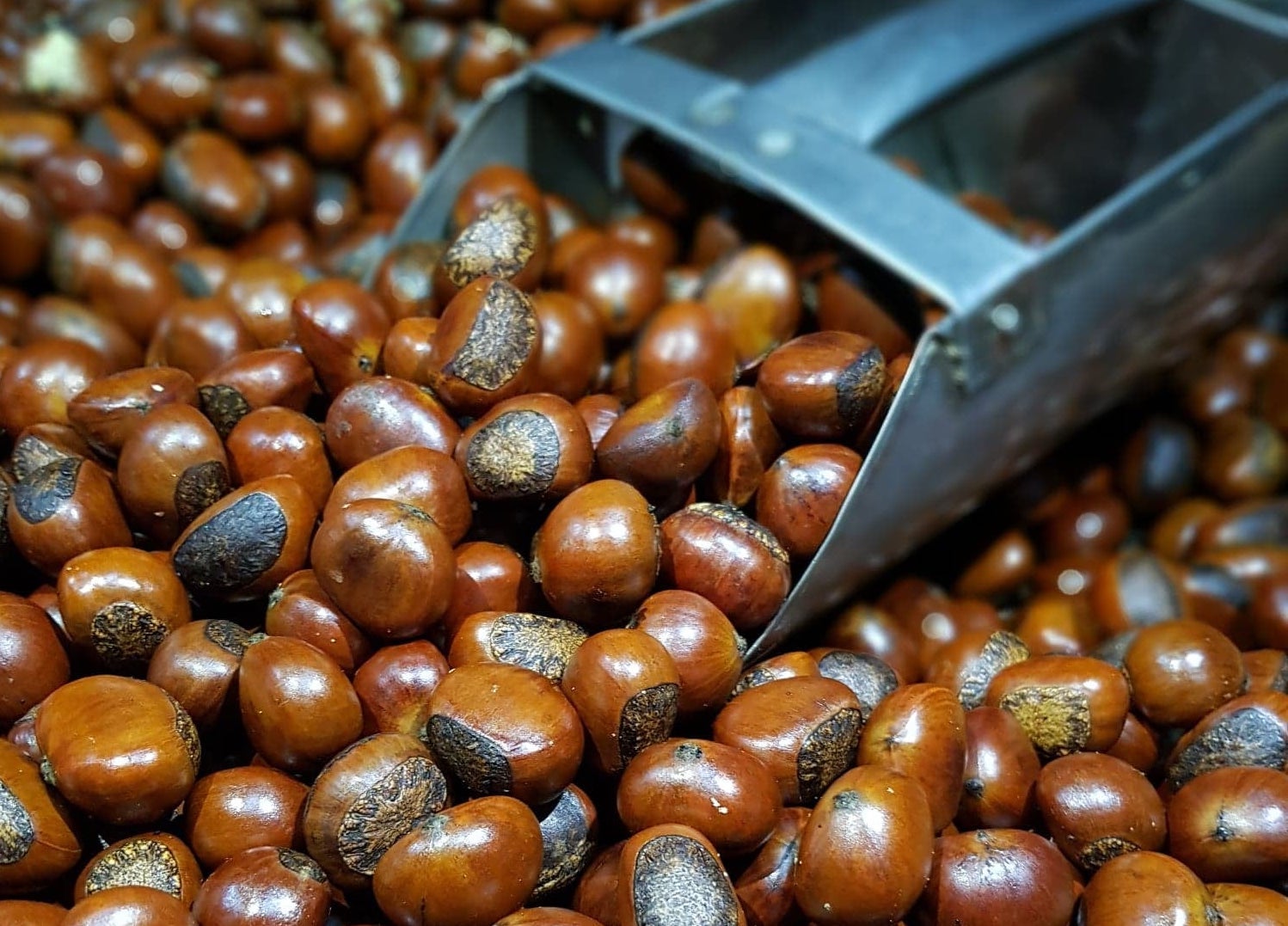 Freshly scooped castanas, a popular Christmas snack in the Philippines Freshly scooped castanas, a popular Christmas snack in the Philippines