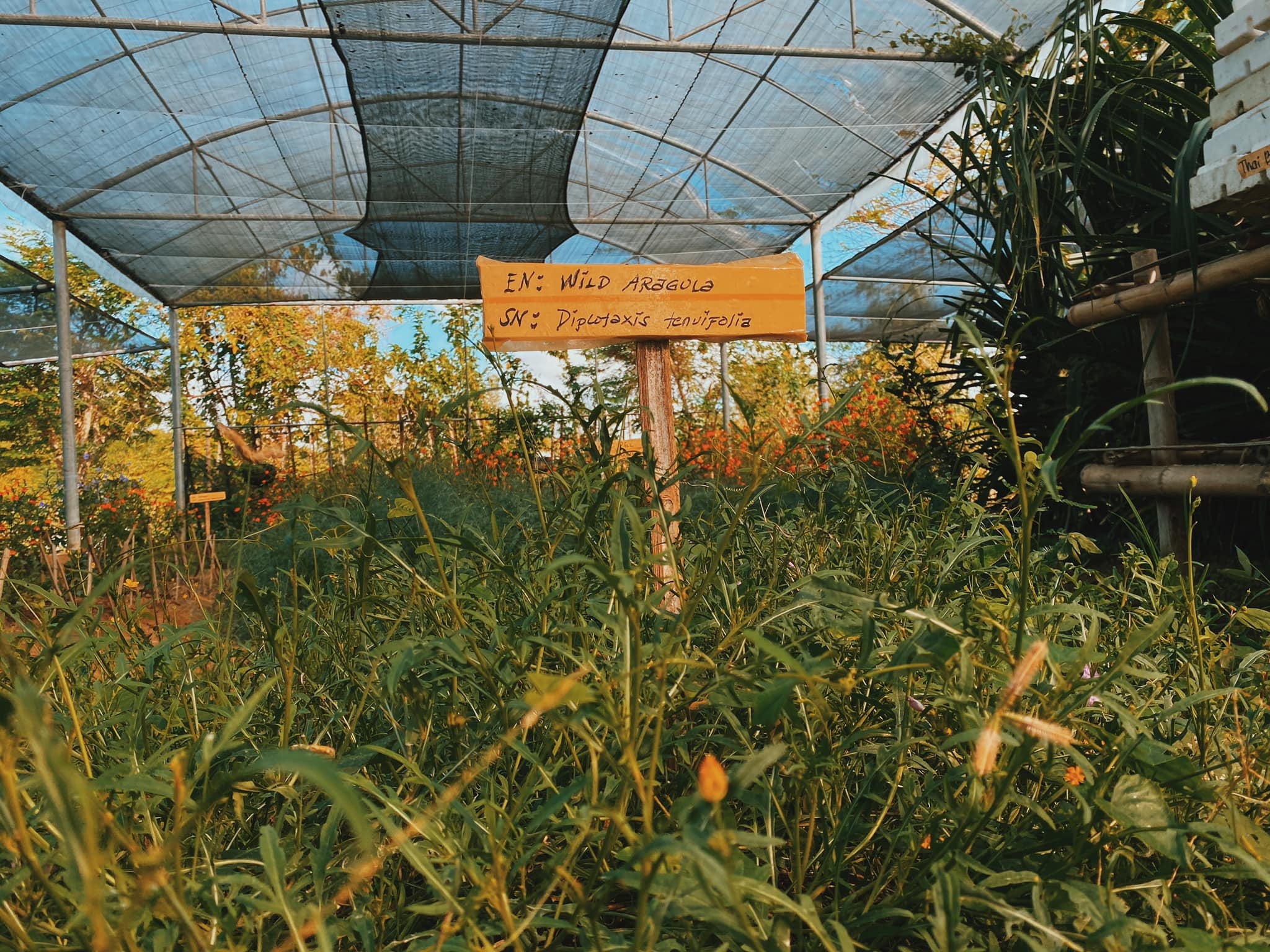 Plants in a greenhouse chamber in Orchard Valley