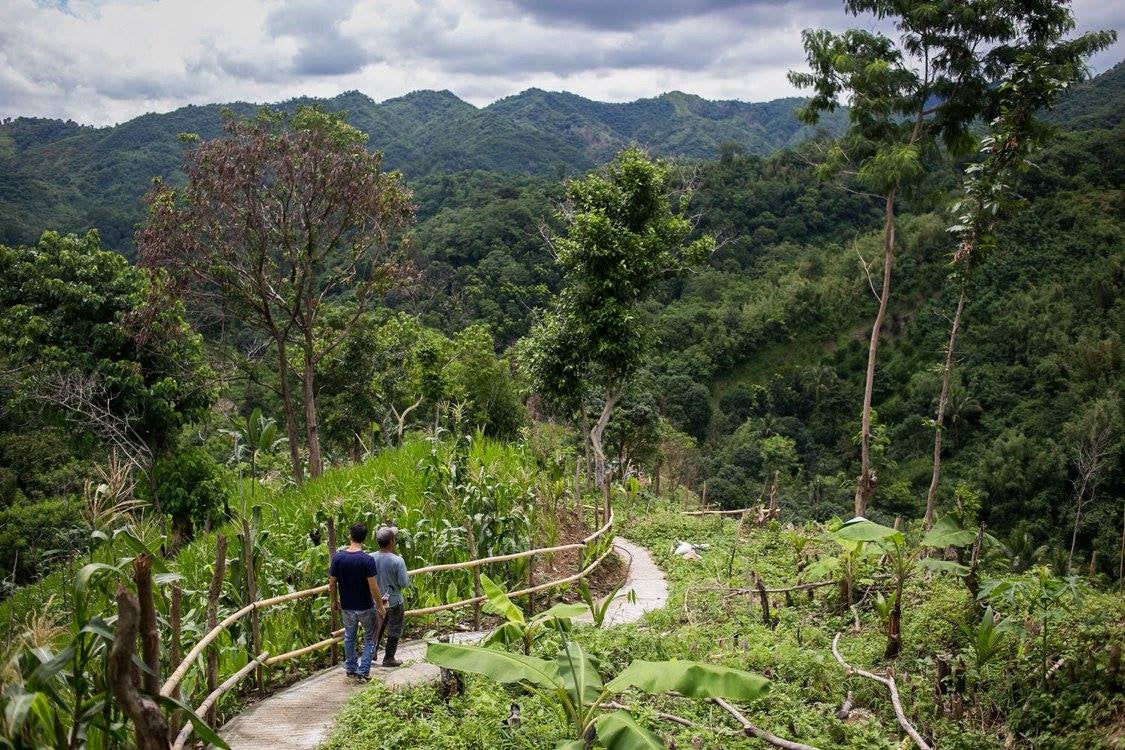 Green landscape in Domingo Permafarms