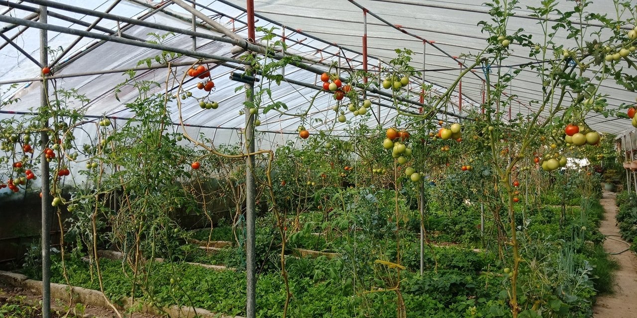 Tomatoes in Cosmic Farm in La Trinidad