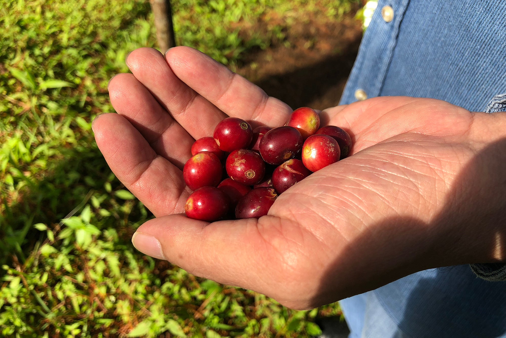 Man holding coffee beans in his palm