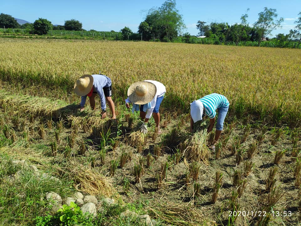 Farmers harvesting in Rocapor Farm