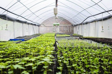 11 Best Destinations for Farm Tours in the Philippines