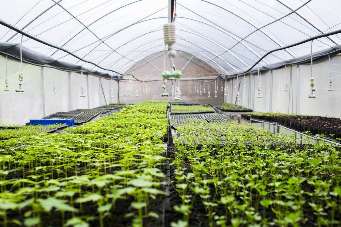 domingo permafarms 1.jpg