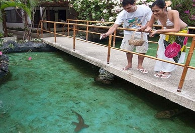 People enjoying fish feeding at  the Marine Wildlife Lagoon