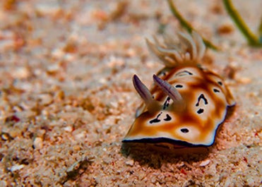 A nudibranch in a diving spot in Pamilacan Island