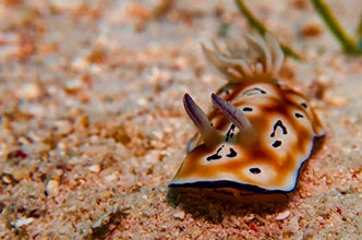 A nudibranch in a diving spot in Pamilacan Island