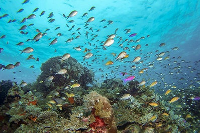 Two sea turtles which can be seen while snorkelling in the waters of Panglao Bohol