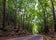 A popular photo-taking spot in Bilar Manmade Forest