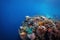 Colorful coral reefs in Balicasag Marine Sanctuary
