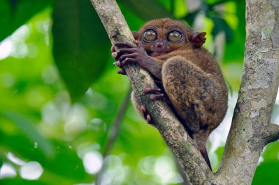 Philippine tarsier hanging on a tree in Tarsier Sanctuary