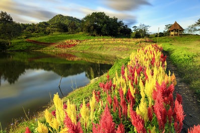 Colorful flower arrangements in Sirao Flower Farm