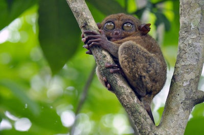 A tarsier in Tarsier Sanctuary in Bohol