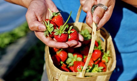 A basket of freshly picked strawberries in Banaue