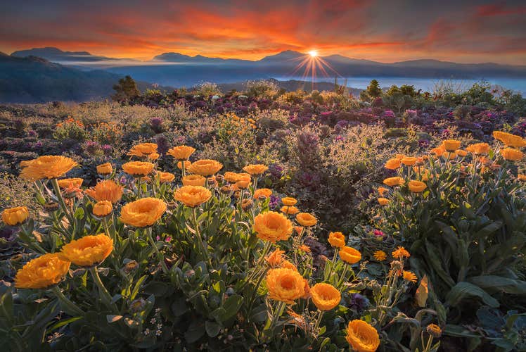 Orange flowers at Northern Blossom Flower Farm in Benguet