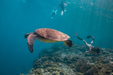 Tourists diving with sea turtles in Pescador Island