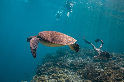 Tourists diving with sea turtles in Pescador Island