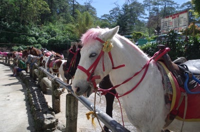 Horses in Wright Park in Baguio