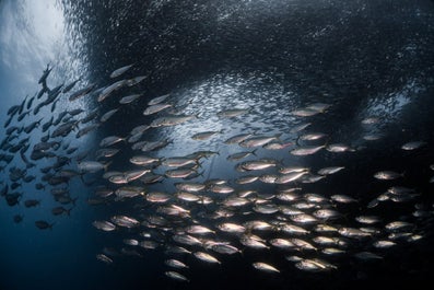 Sardine Run in Moalboal