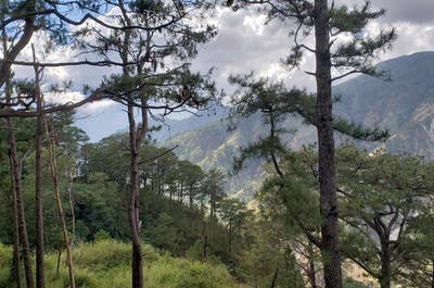 Pine trees at Camp John Hay in Baguio City