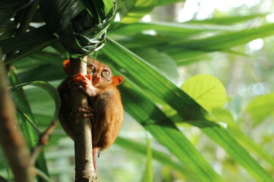 Tarsiers at the Corella Tarsier Sanctuary