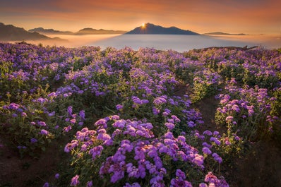 Northern Blossom flower Farm in Atok Benguet