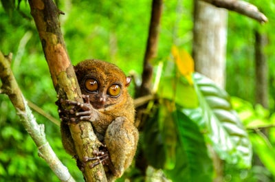 Corella Tarsier Sanctuary in Bohol