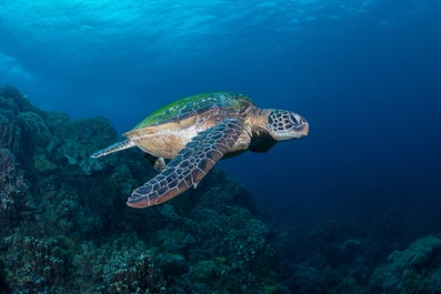 Sea turtle swimming in Apo Island