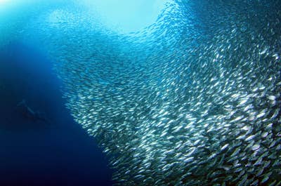 Moalboal Sardine Run in Cebu