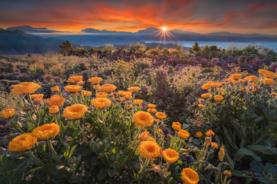 Orange flowers at Northern Blossom Flower Park