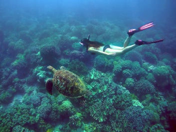 A diver swimming with a sea turtle in Apo Island